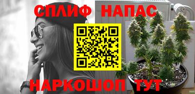 прущие грибы Сланцы